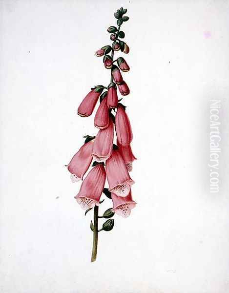 Foxglove (Digitalis purpura) Oil Painting by Pieter Withoos