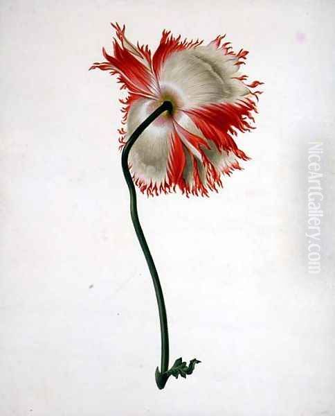 Field Poppy, seen from behind Oil Painting by Pieter Withoos