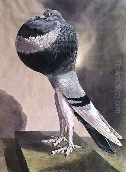 Portrait of Pouter Pigeon Oil Painting by D. Wolsenholme