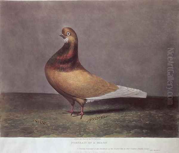 Portrait of a Beard Pigeon Oil Painting by D. Wolsenholme