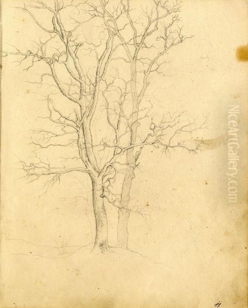 Studies Of Trees, Oil Painting by Johann Wilhelm Preyer