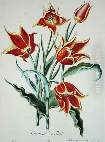 Orange Tulip, from Opera Botanica by Conrad Gesner (1516-65) 1767 Oil Painting by Adam Louis Wirsing