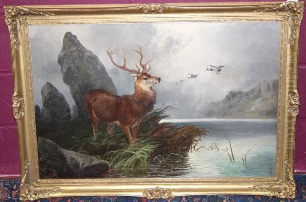 Stag And Mallards Beside A Loch Oil Painting by Clarence Roe