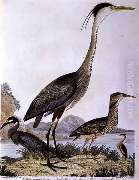 Herons, engraved by I. G. Marnicke Oil Painting by Wilson, Alexander