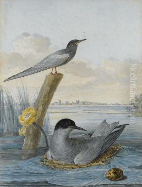 Terns With Nest And Egg In A River Landscape Oil Painting by Aert Schouman