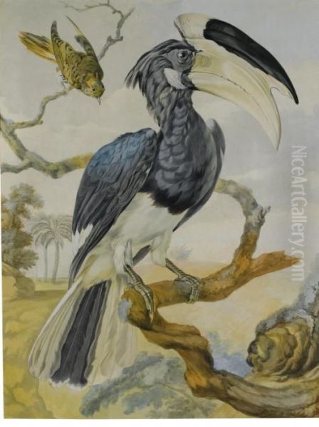 A Hornbill And Another Bird On A Branch Oil Painting by Aert Schouman