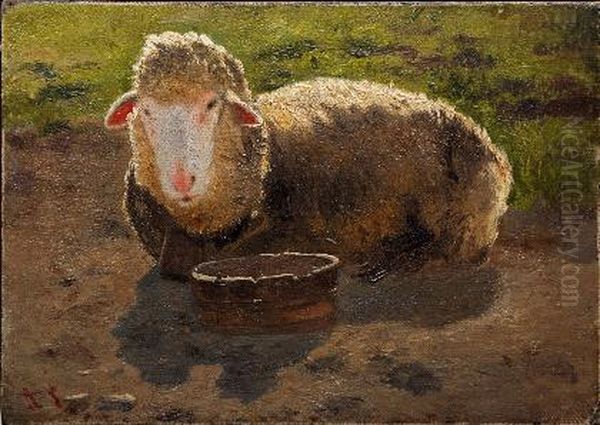 Ruhendes Schaf Oil Painting by Anton Schrodl