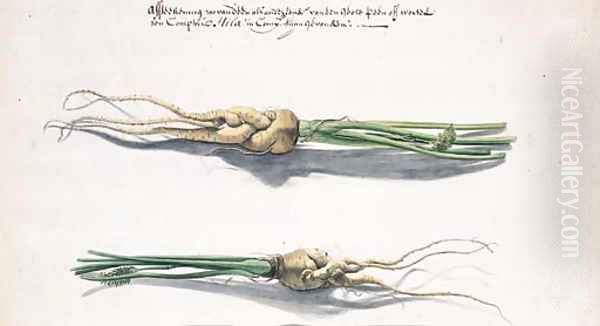 Two Studies of Parsnips Oil Painting by Frans Withoos