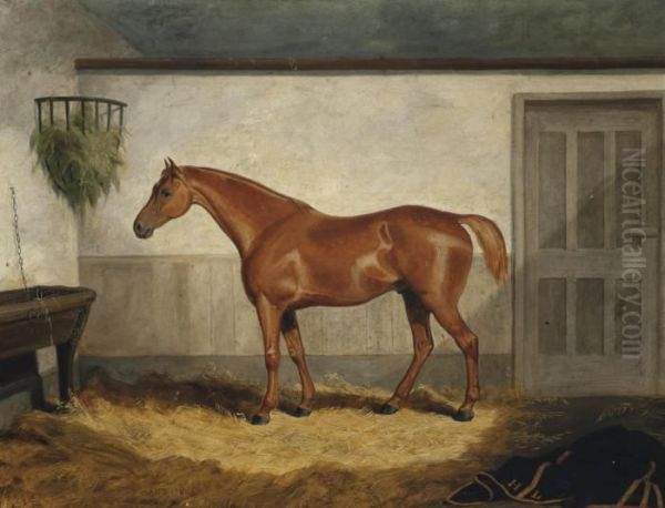 Leeds, A Chestnut Hunter In A Loose Box Oil Painting by Jacob Thompson