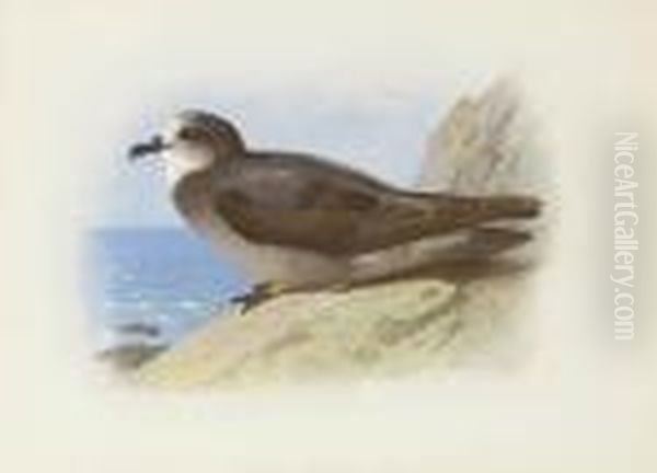 Storm Petrel Oil Painting by Archibald Thorburn