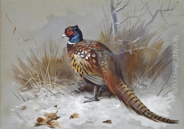 A Pheasant In A Landscape Oil Painting by Archibald Thorburn