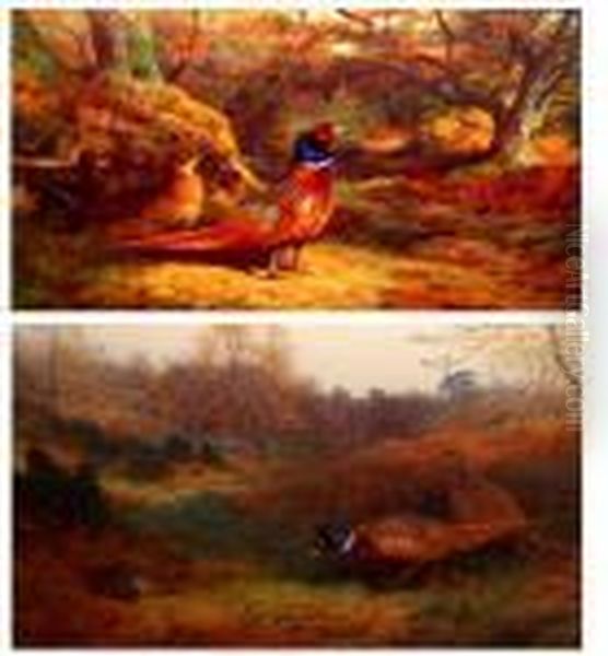 Pheasants In Woodland Oil Painting by Archibald Thorburn