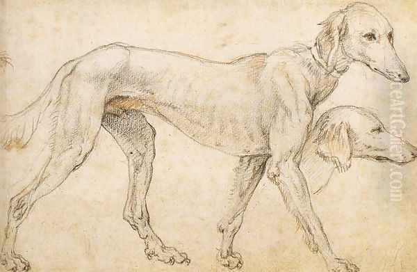 Studies of a Greyhound 1563-64 Oil Painting by Federico Zuccaro