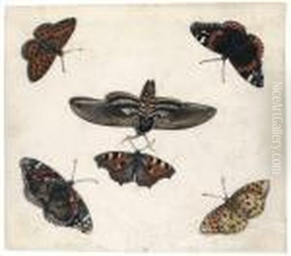 Studies Of Five Butterflies And A Hawk Moth Oil Painting by Jan van Kessel