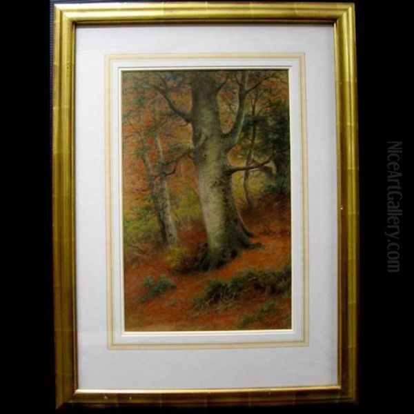 Woodland Study Oil Painting by Frederick Arthur Verner