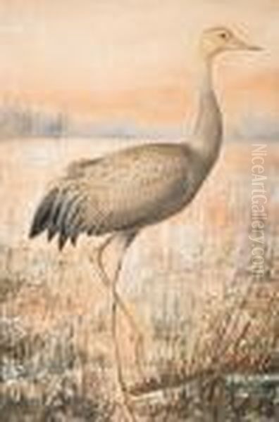 A Young Crane Oil Painting by Ferdinand Wilhelm Von Wright