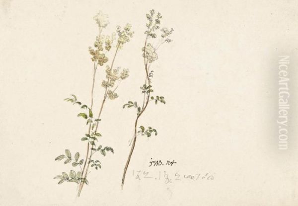 Meadowsweet Oil Painting by James Ward