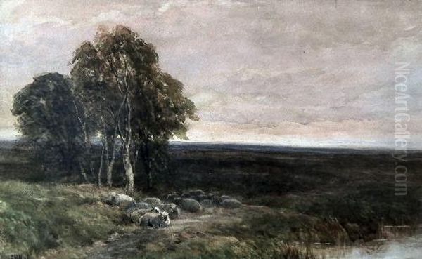 Flock Of Sheep In A Moorland Landscape With Trees To Left Foreground Oil Painting by Edmund Morison Wimperis