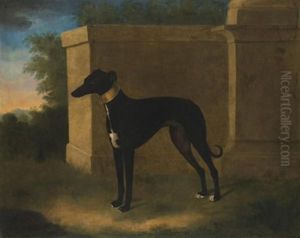 Portrait Of A Greyhound, Called Pompon Oil Painting by John Wootton