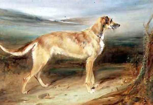 A Scottish Deerhound Oil Painting by Charles Hancock