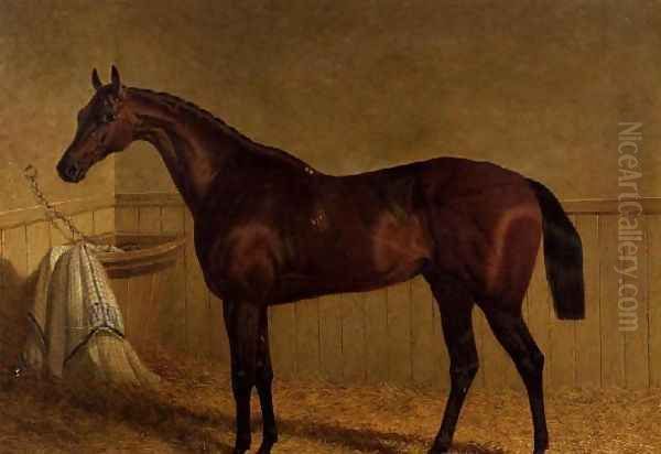 'Beeswing', a bay racehorse in a loosebox Oil Painting by John Frederick Herring Snr