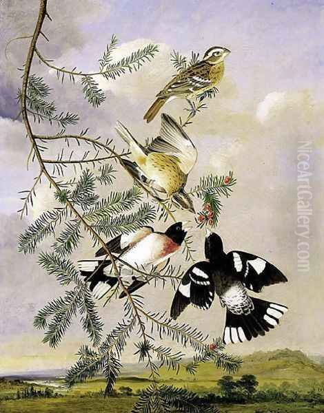 Rose Breasted Grosbeak Oil Painting by John James Audubon