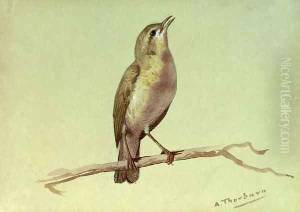 A Lark Oil Painting by Archibald Thorburn