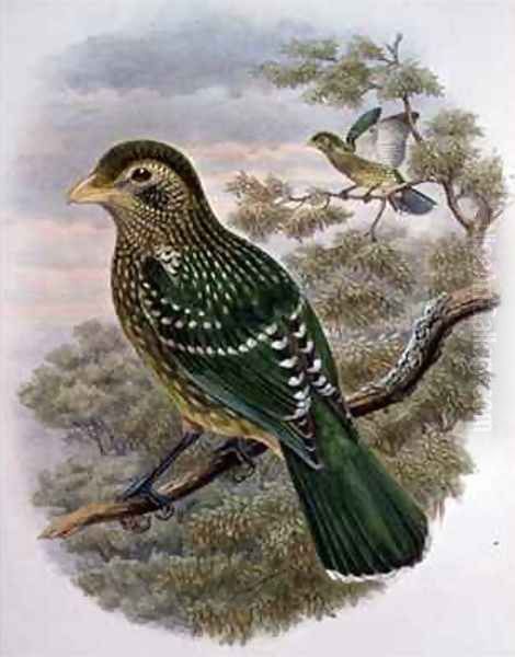 Ailuroedus Crassirostris Green Catbird Oil Painting by William M. Hart