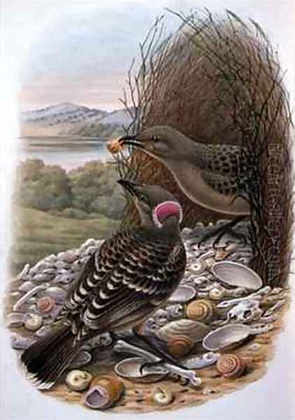 Chlamydera Nuchalis Great or Great Grey Bowerbird Oil Painting by William M. Hart