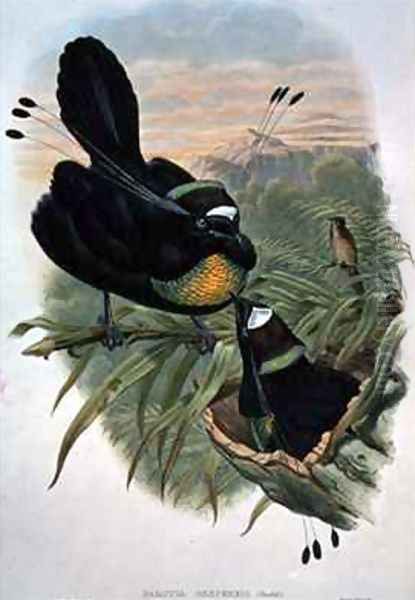 Arfak Six wired Bird of Paradise Oil Painting by William M. Hart