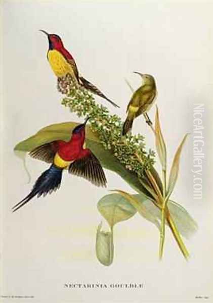 Nectarinia Gouldae from Tropical Birds Oil Painting by John Gould