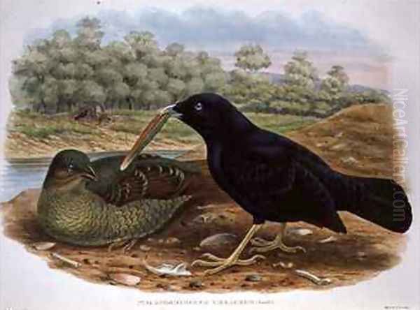 Ptilonorhyncus Violaceus Satin Bowerbird Oil Painting by William M. Hart