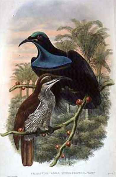 Ptiloris Magnificus Rifle Bird of Paradise Oil Painting by William M. Hart