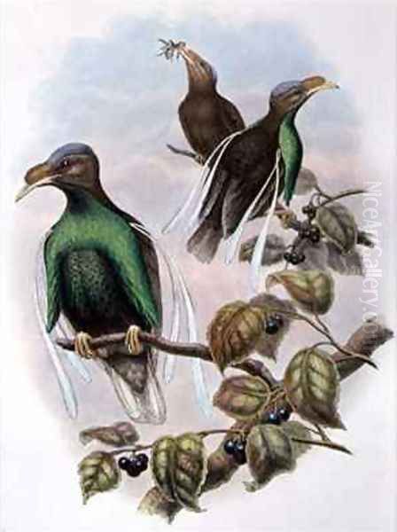 Wallaces Standard Wing Semioptera Wallecei Oil Painting by William M. Hart