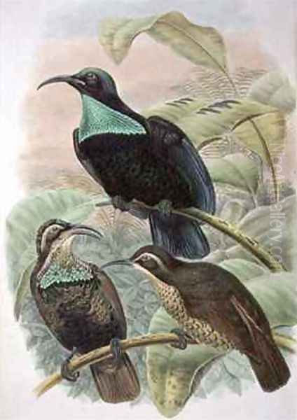 Ptiloris Paradiseus Rifle Bird of Paradise Oil Painting by William M. Hart