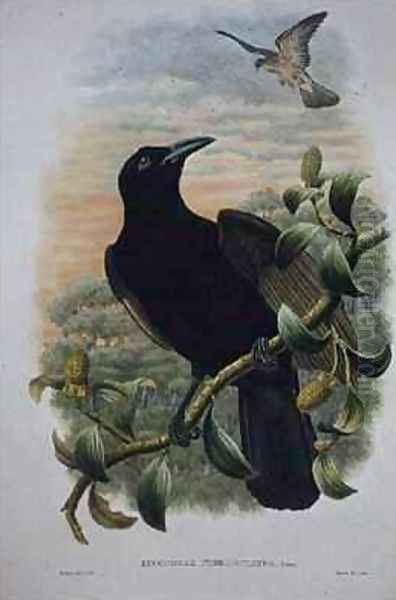 Lucocorax Pyrrhopterus Paradise or Silky Crow Oil Painting by William M. Hart