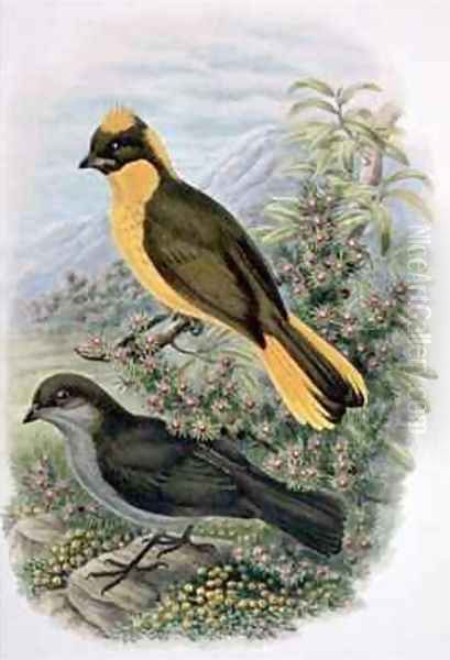 Prinodura Newtoniana Golden Bowerbird Oil Painting by William M. Hart