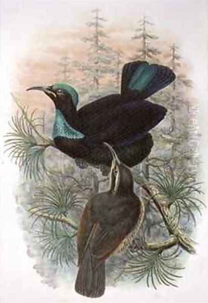 Ptiloris Victoriae Victoria Rifle Bird of Paradise Oil Painting by William M. Hart