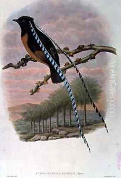 Pteridophora Alberti King of Saxony Bird of Paradise Oil Painting by William M. Hart