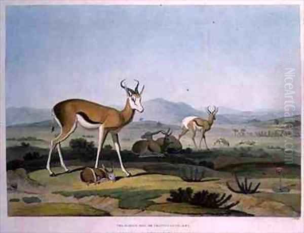 The Spring Bok or Leaping Antelope Oil Painting by Samuel Daniell