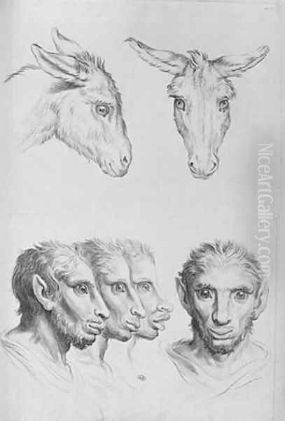 Similarities Between the Head of a Donkey and a Man Oil Painting by Charles Le Brun