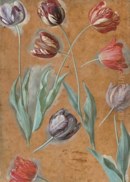 Study Of Tulips Oil Painting by Alexandre-Francois Desportes