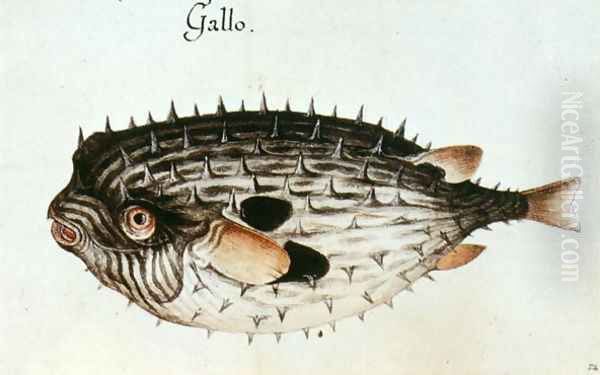 A Burrfish Oil Painting by John White