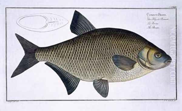 Bream Cyprinus Brama Oil Painting by Andreas-Ludwig Kruger