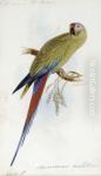 A Varied Lorikeet, Trichoglossus
 Versicolor, An Illustration Forsir William Jardine's The Naturalist's 
Library Oil Painting by Edward Lear