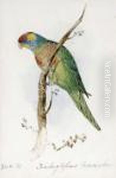 A Great Green Macaw, Macrocercus
 Militaris, An Illustration For Sirwilliam Jardine's The Naturalist's 
Library Oil Painting by Edward Lear