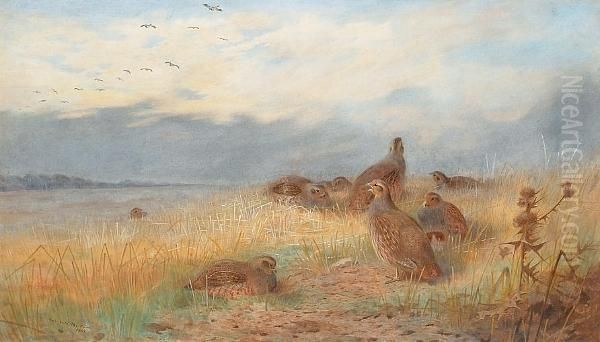 The Call Of The Grey Partridge Oil Painting by Archibald Thorburn