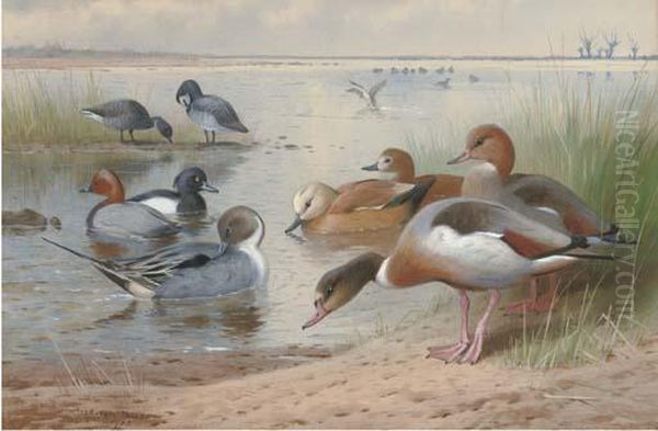 Wildfowl Oil Painting by Archibald Thorburn