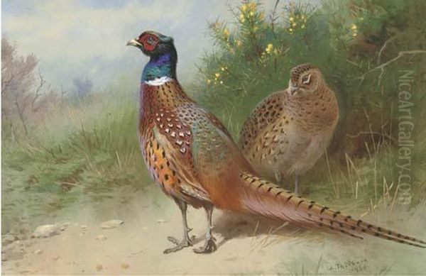 A Hen And Cock Pheasant By Gorse Oil Painting by Archibald Thorburn