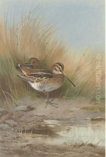 Snipe At The Water's Edge Oil Painting by Archibald Thorburn